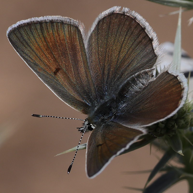 Polyommatus baytopi