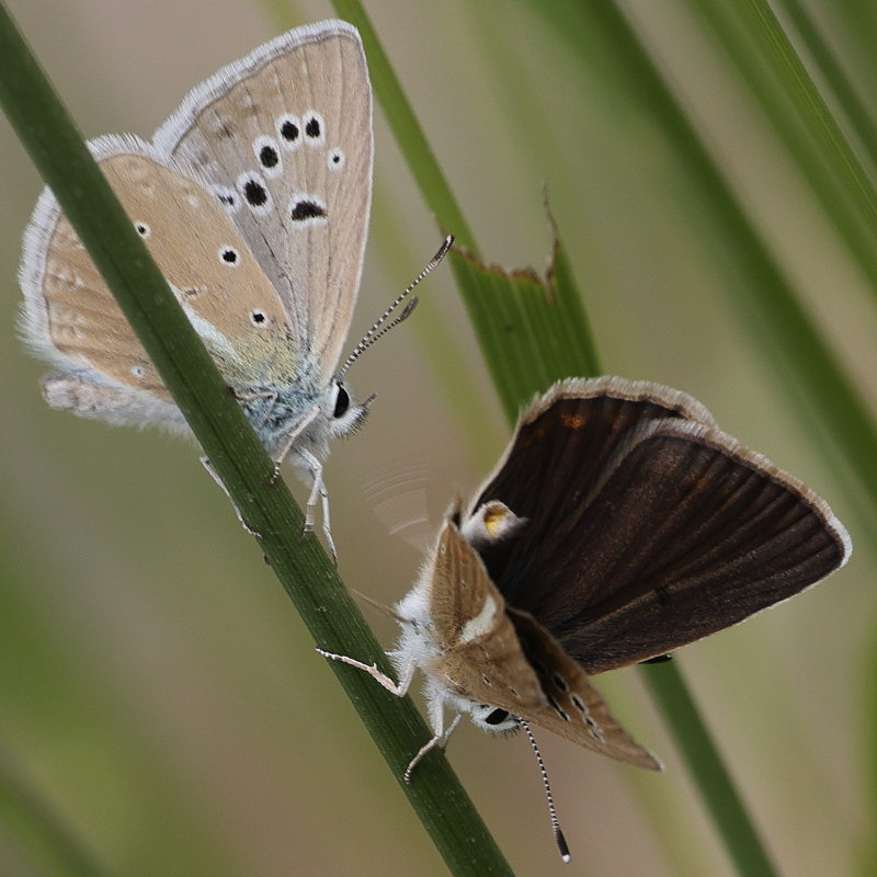 Polyommatus turcicola