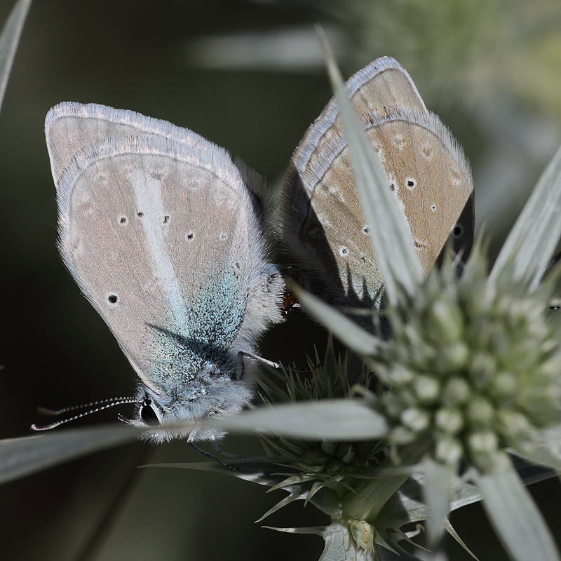 Polyommatus baytopi
