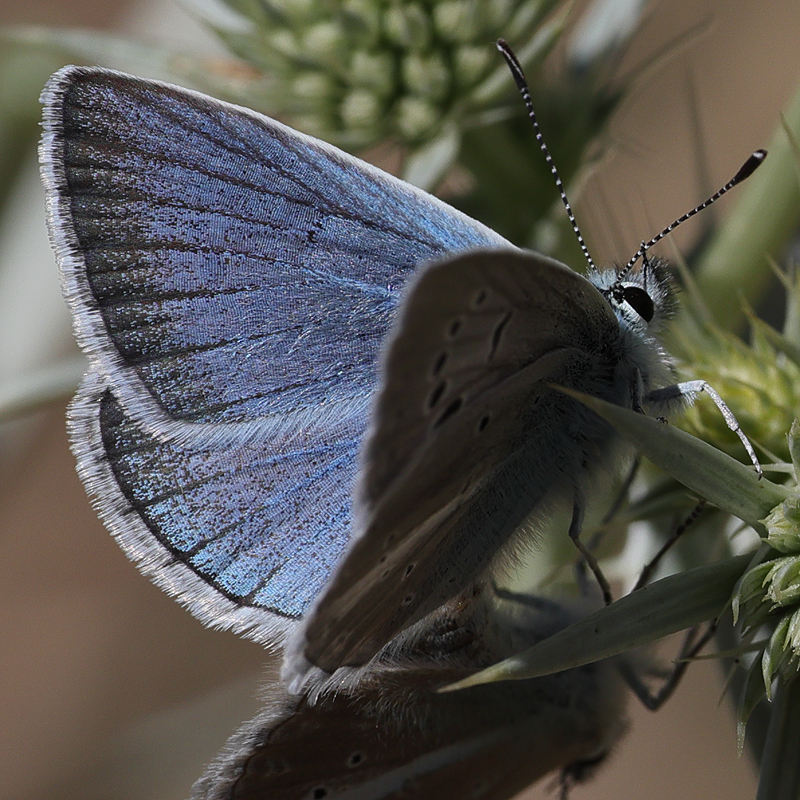 Polyommatus baytopi