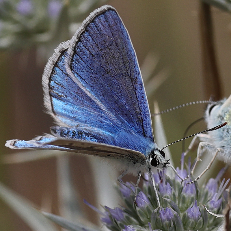 Polyommatus altivagans vaspurakani<