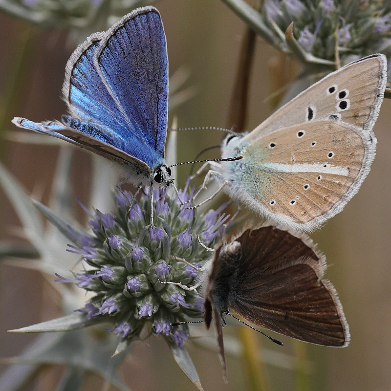 Polyommatus altivagans vaspurakani<