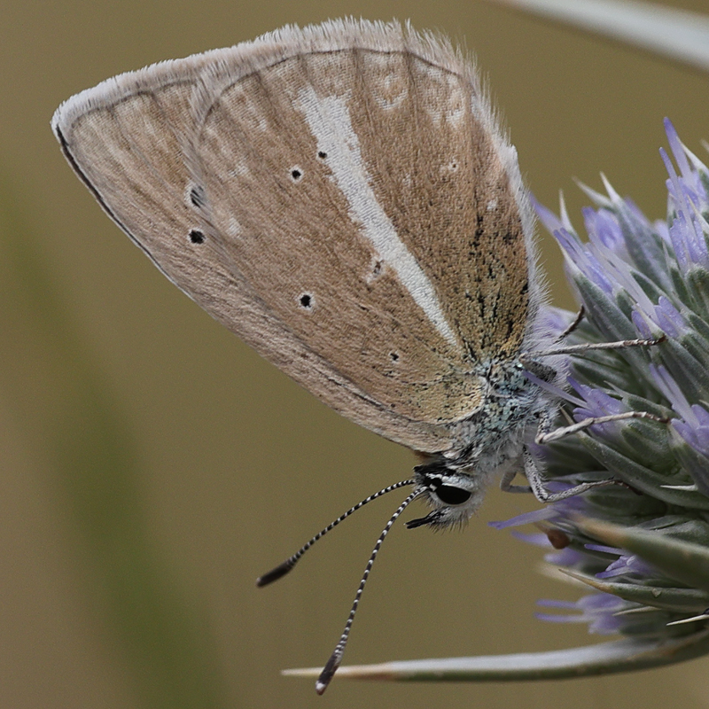 Polyommatus altivagans vaspurakani female<