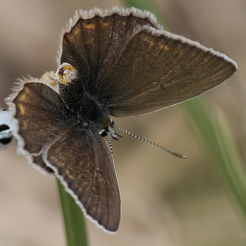 Polyommatus altivagans vaspurakani female<