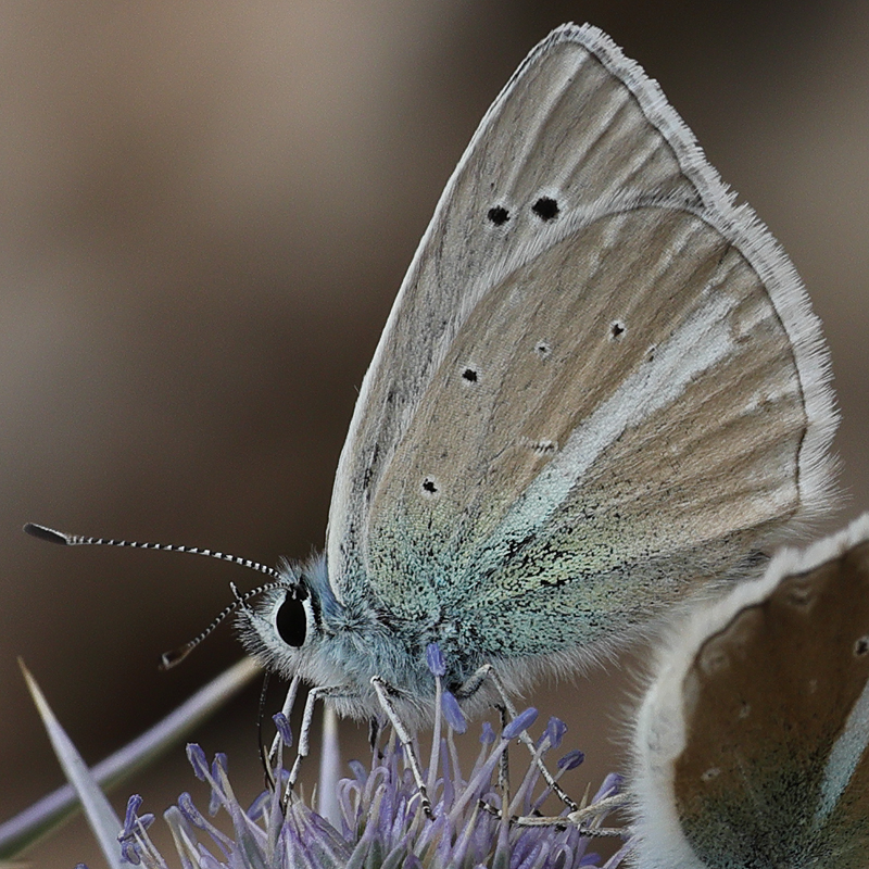 Polyommatus altivagans vaspurakani<