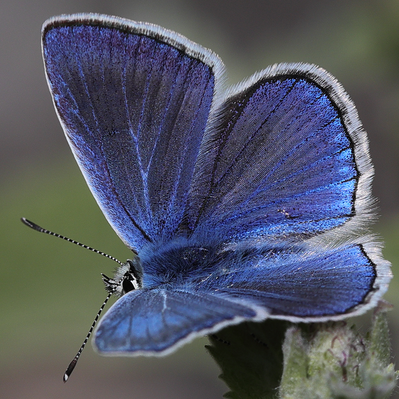 Polyommatus actis pseudoactis