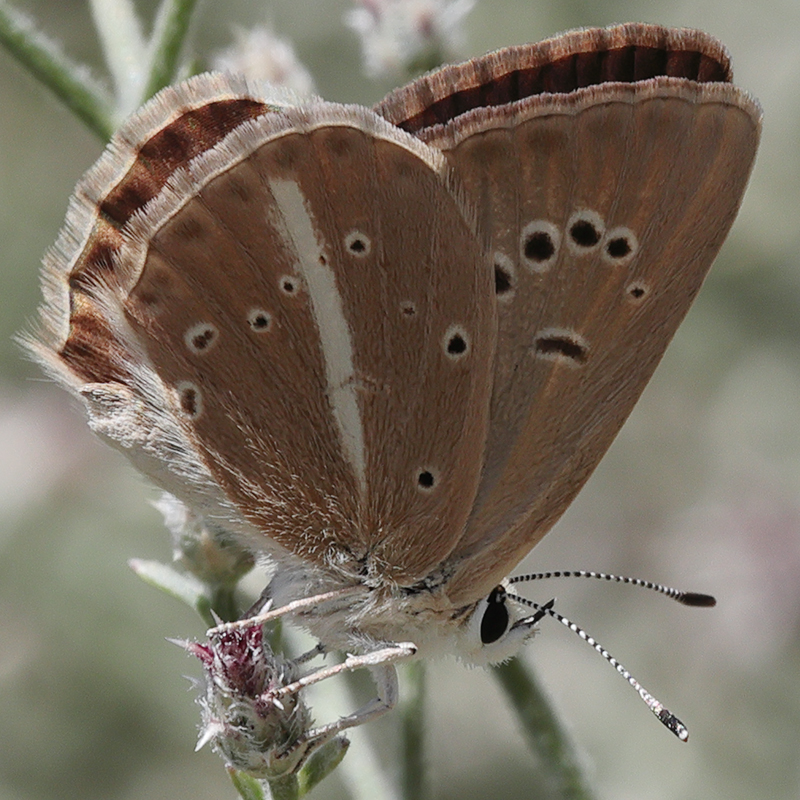 Polyommatus zapvadi
