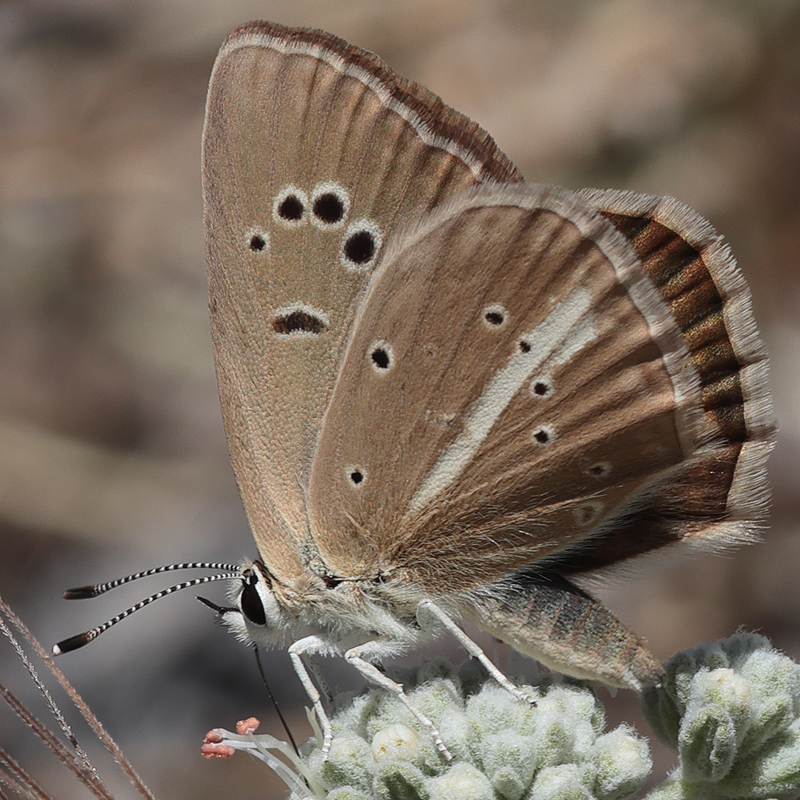 Polyommatus demavendi