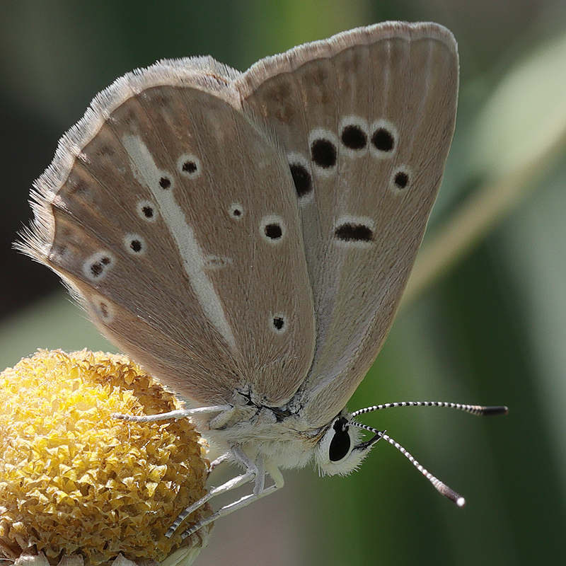 Polyommatus demavendi