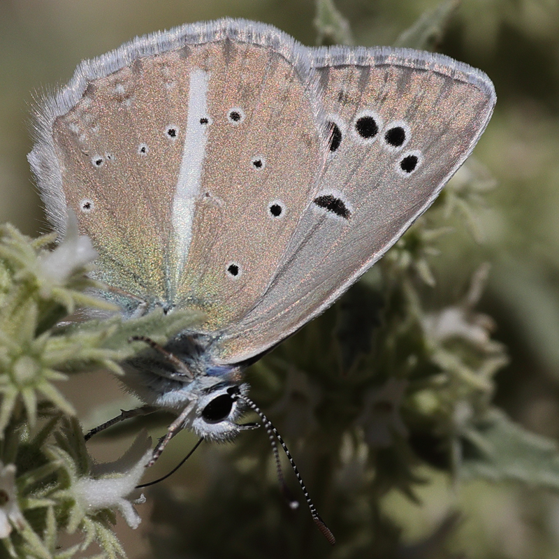 Polyommatus zapvadi