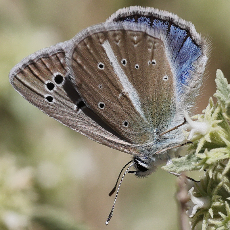 Polyommatus pierceae
