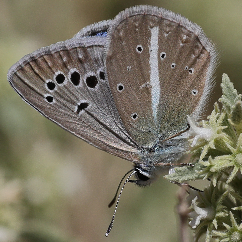 Polyommatus zapvadi