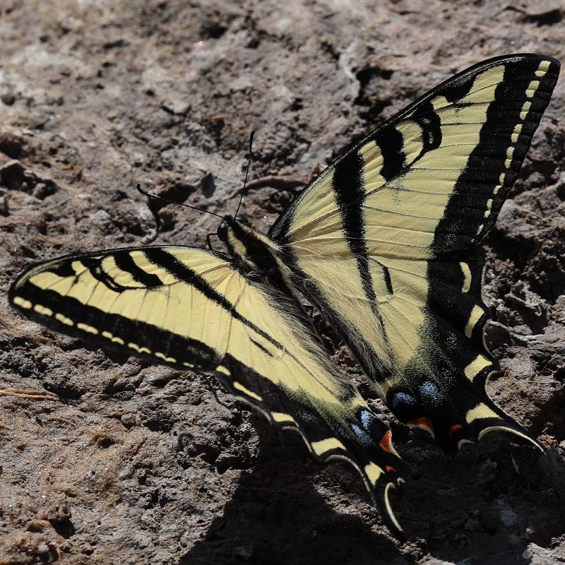 Papilio rutulus