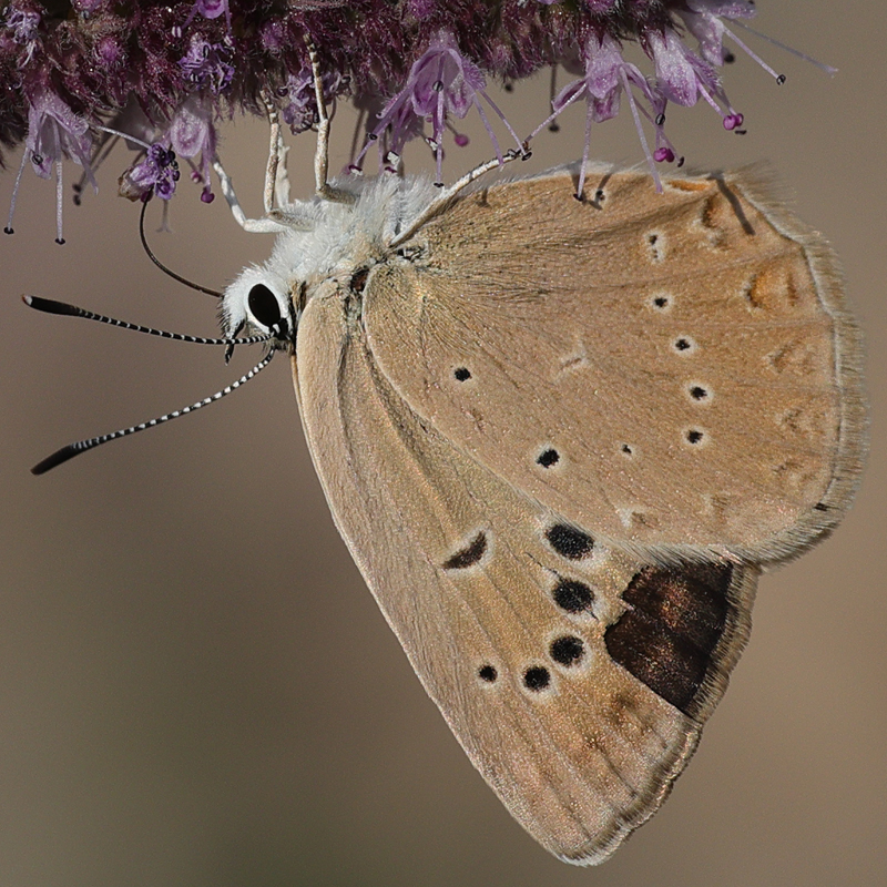 Polyommatus hopfferi female