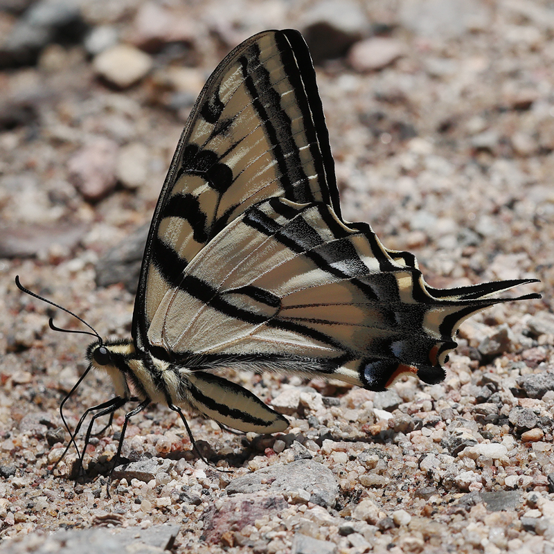 Papilio rutulus