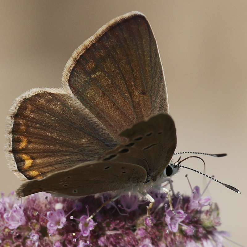 Polyommatus hopfferi female