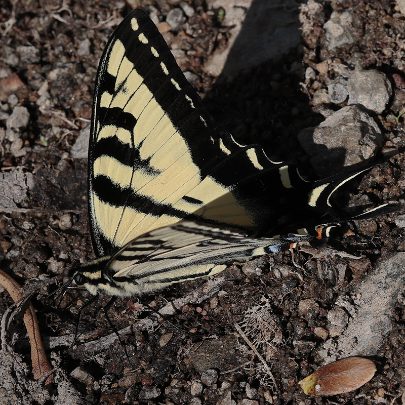 Papilio rutulus