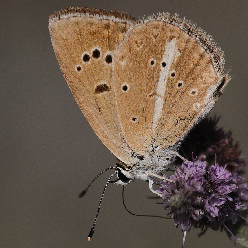 Polyommatus hopfferi female