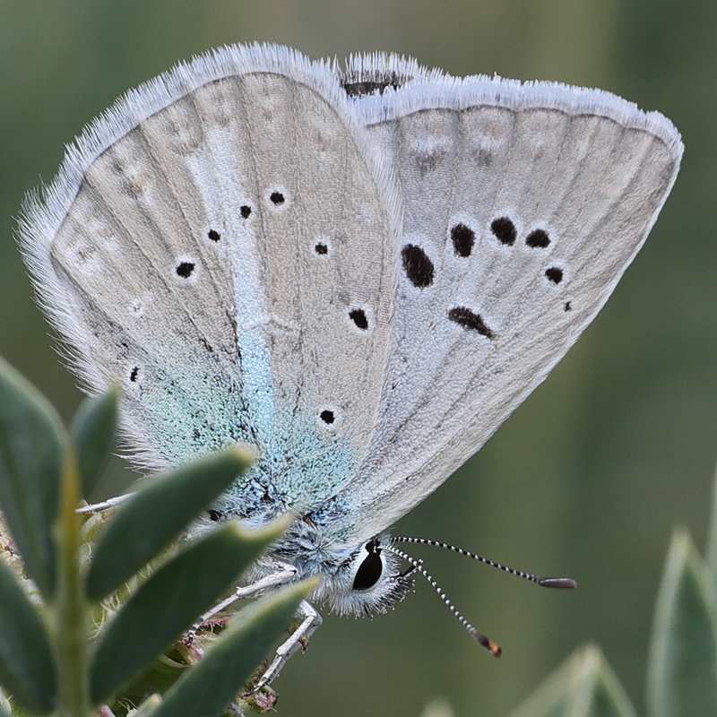 Polyommatus pierceae