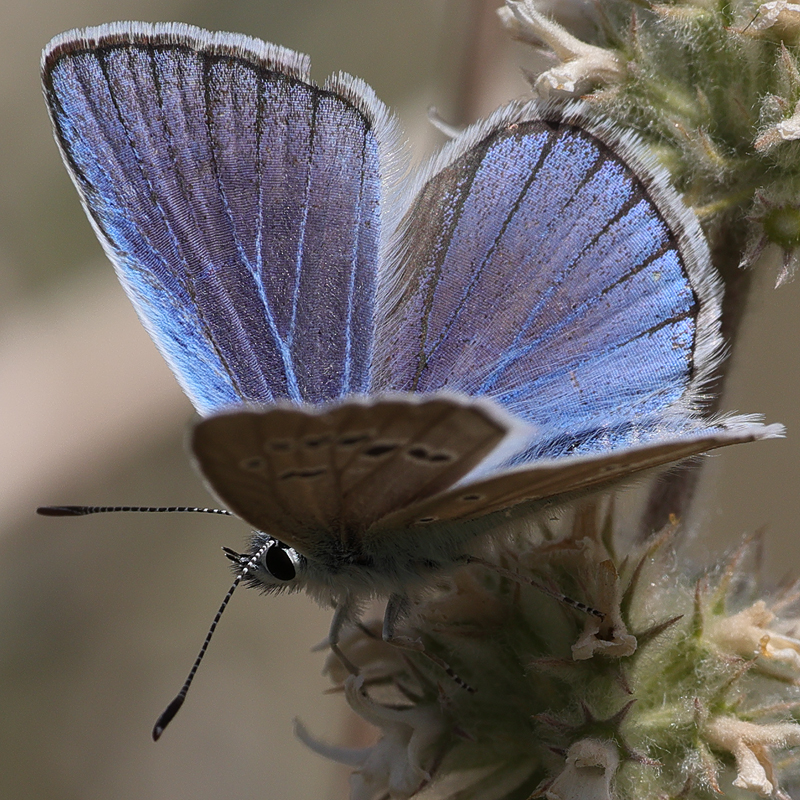 Polyommatus actis pseudoactis