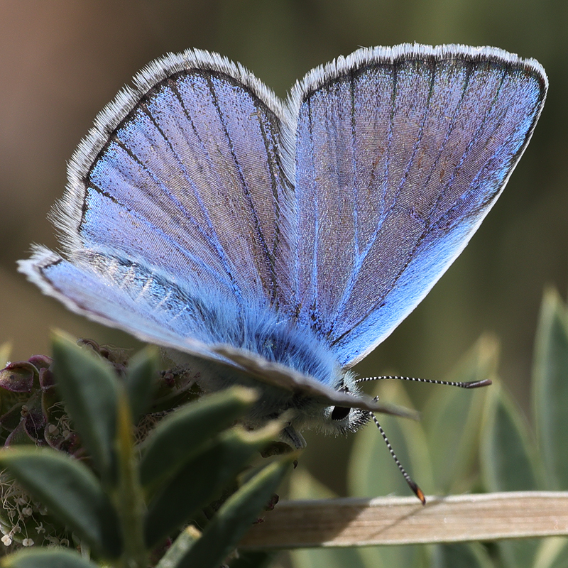 Polyommatus actis pseudoactis