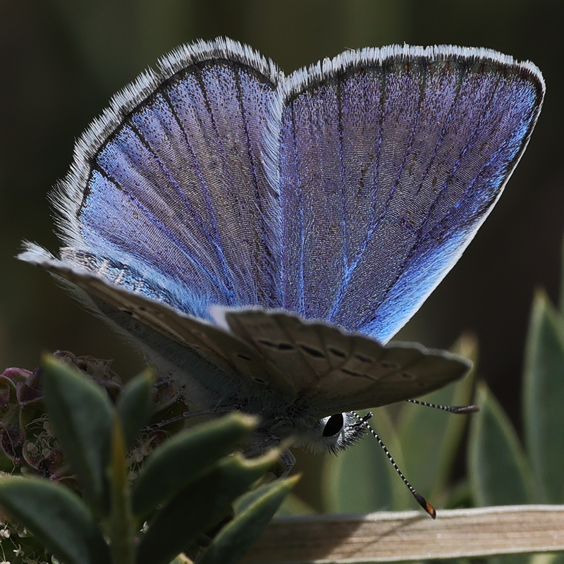 Polyommatus pierceae