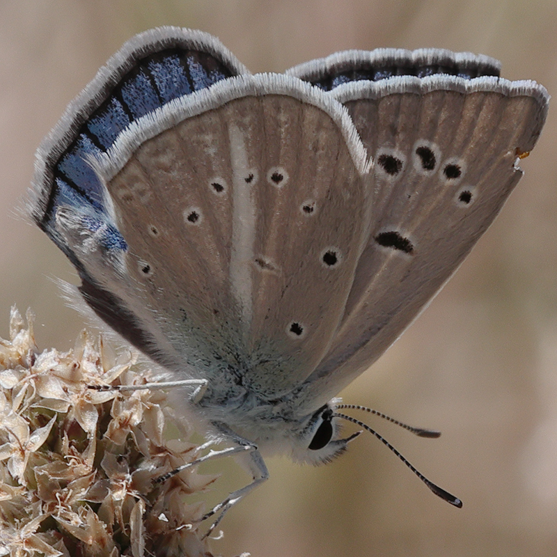 Polyommatus zapvadi