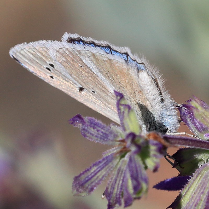 Polyommatus altivagans erzindjanensis
