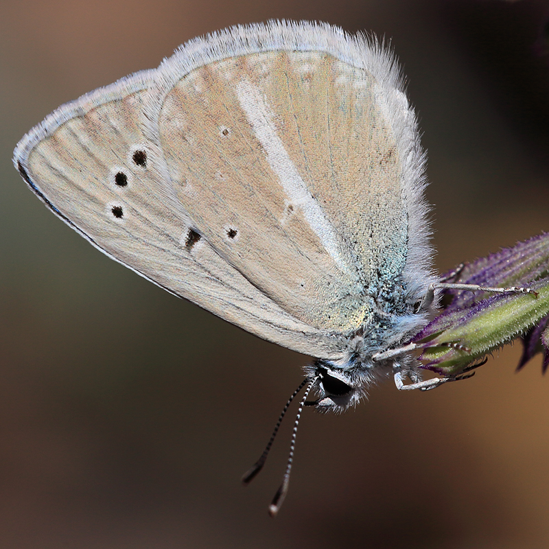 Polyommatus altivagans erzindjanensis