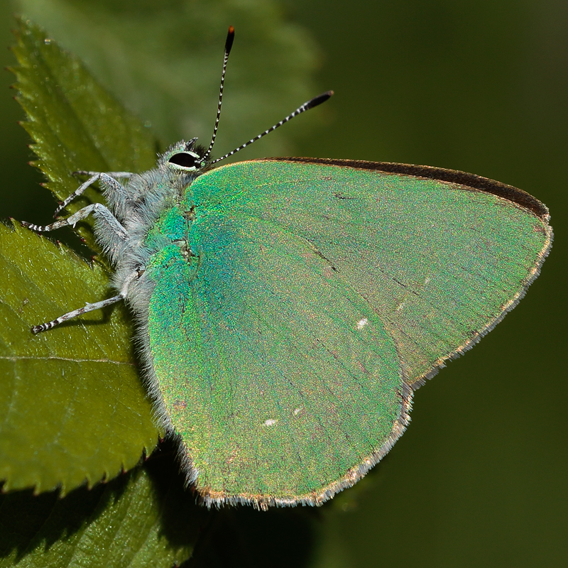 Callophrys herculeana