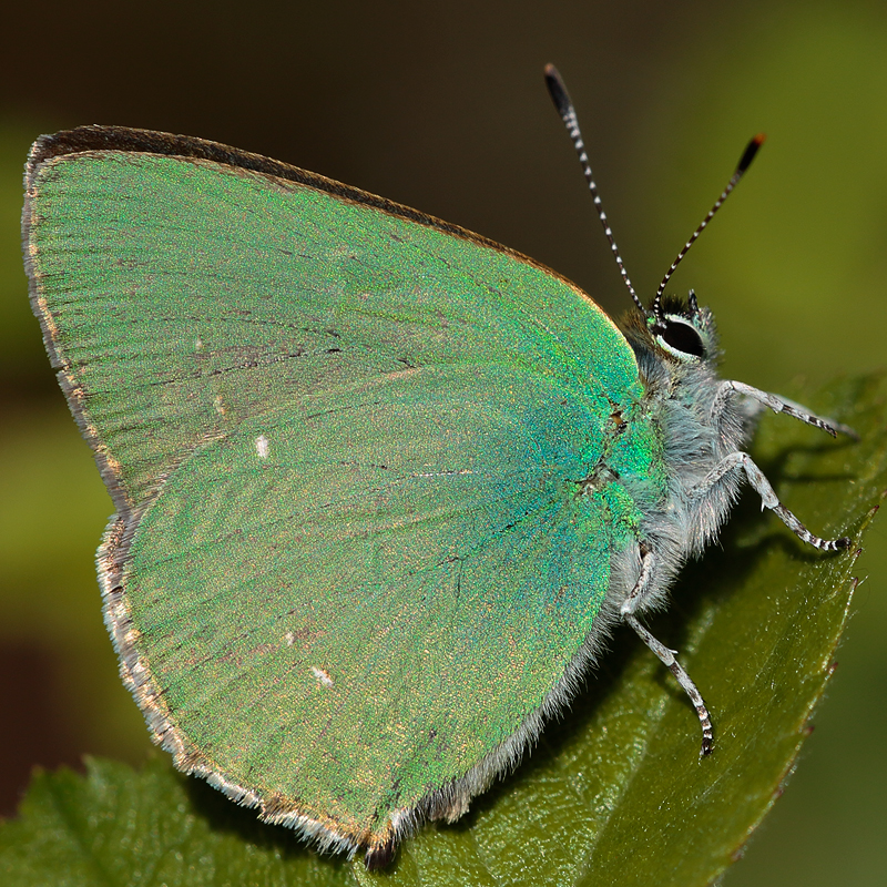 Callophrys herculeana