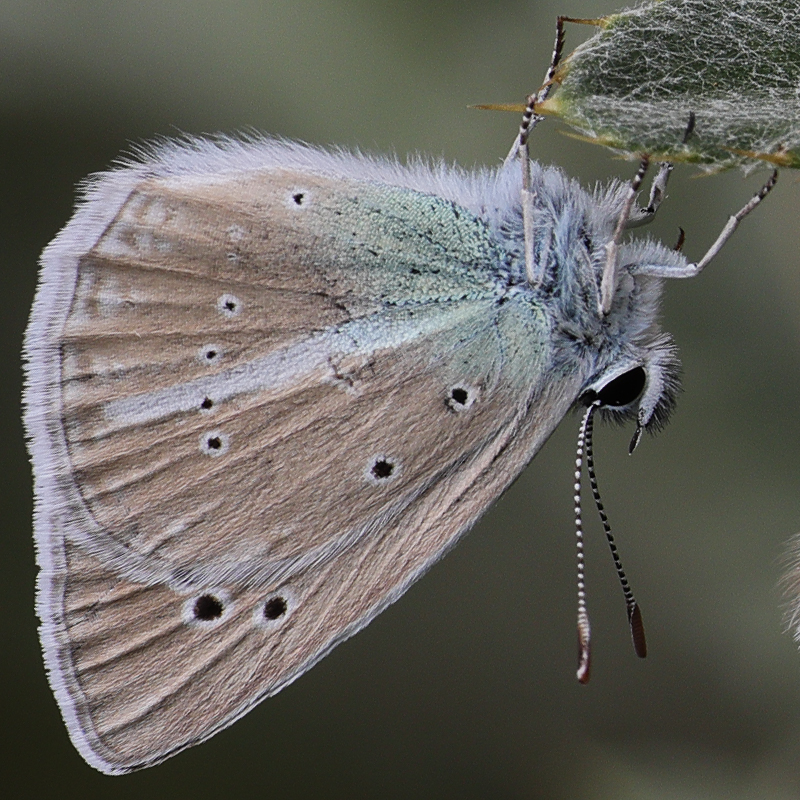 Polyommatus pierceae