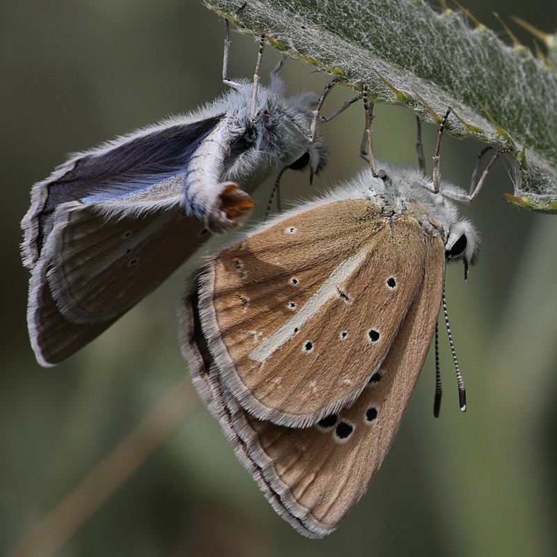Polyommatus pierceae