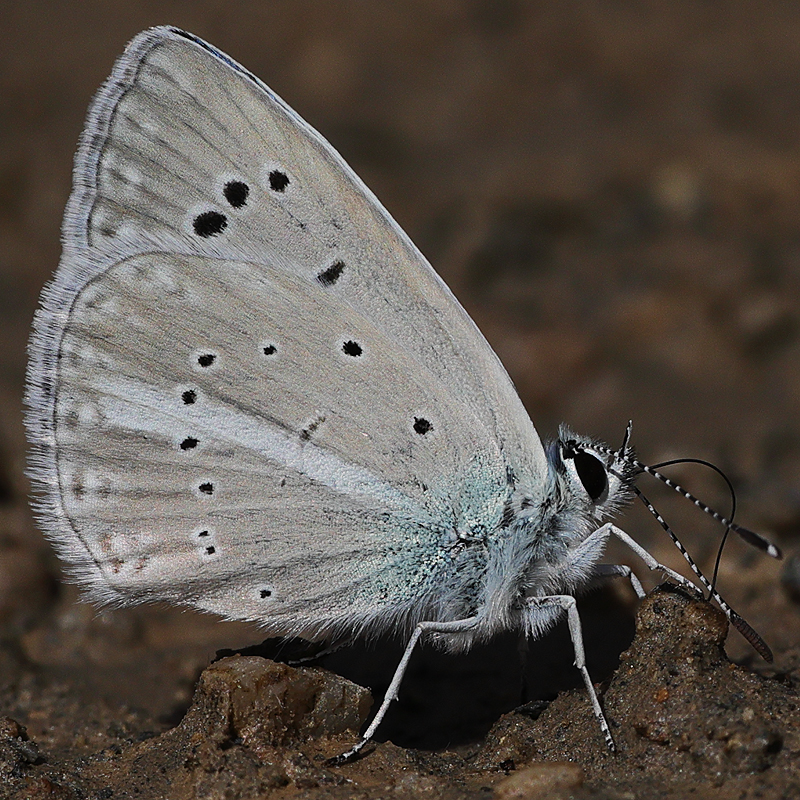 Polyommatus actis pseudoactis