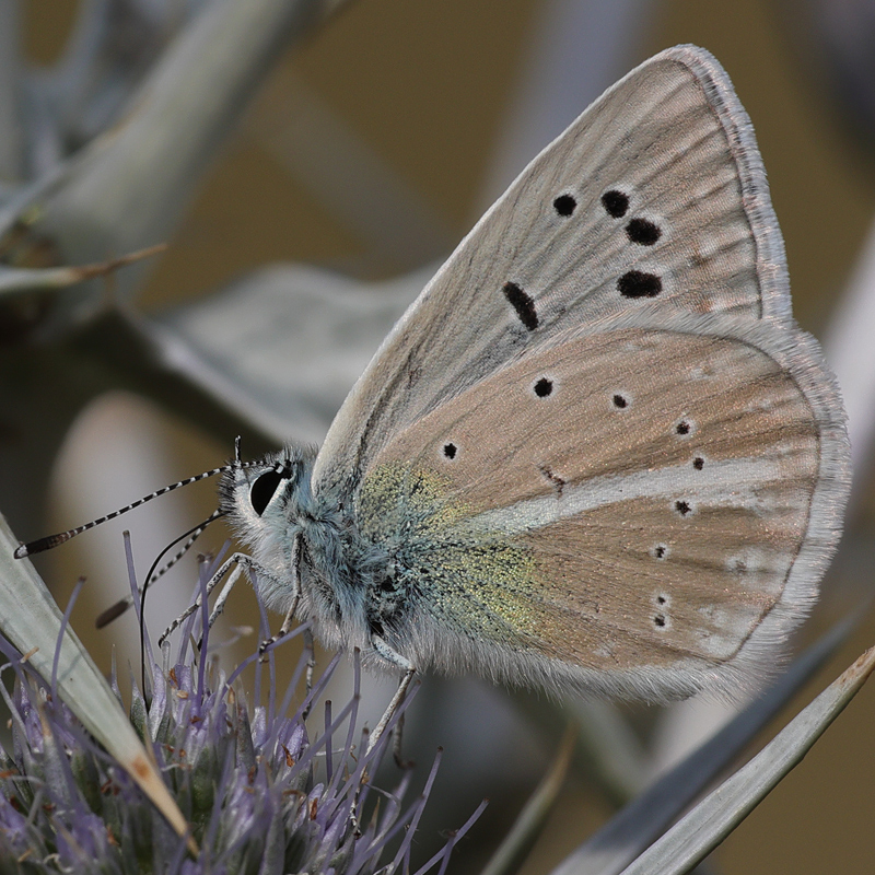 Polyommatus sp.