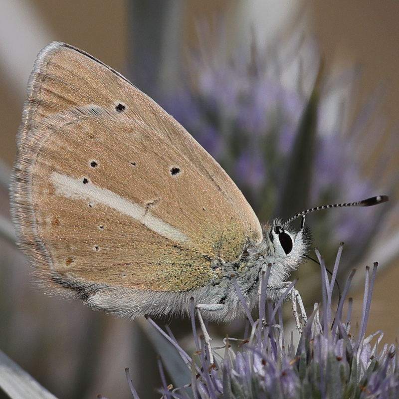 Polyommatus sp.