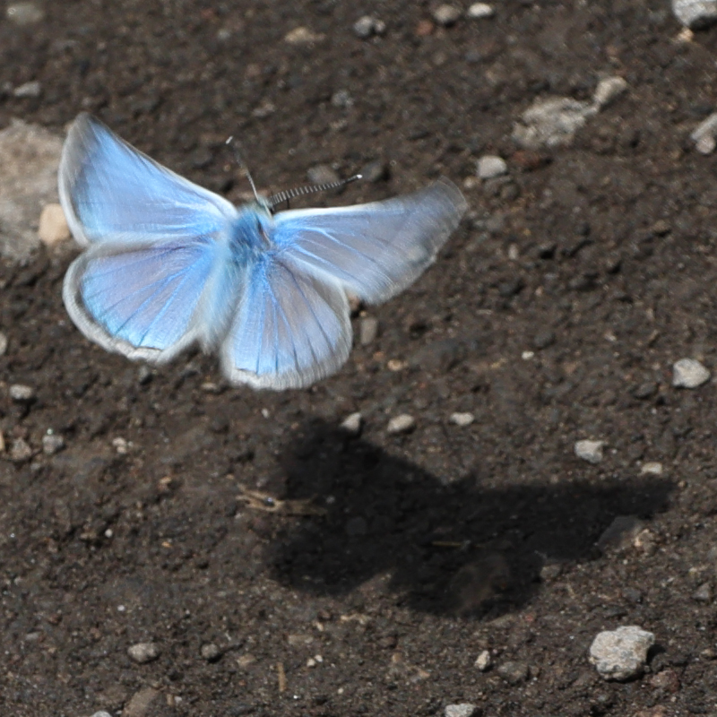 Polyommatus phigenia