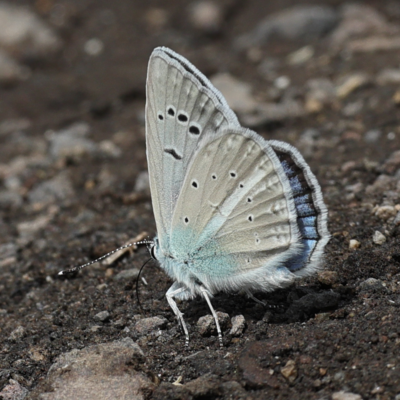 Polyommatus phigenia