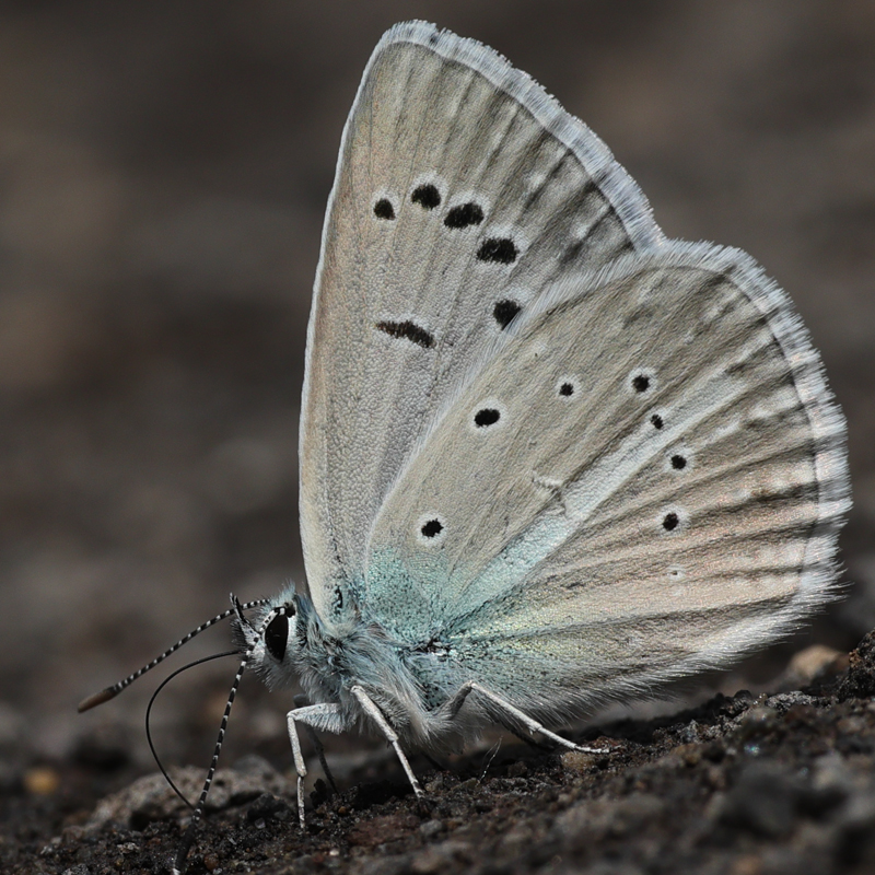Polyommatus phigenia