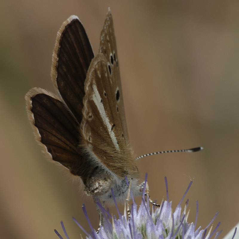 Polyommatus vanensis female