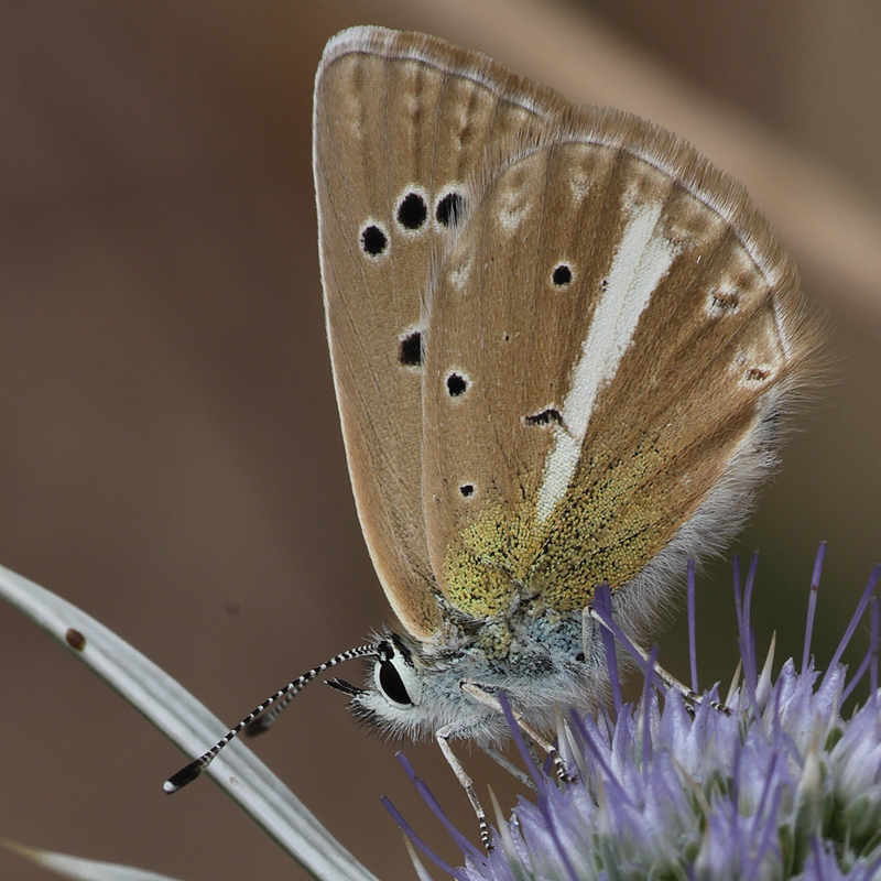 Polyommatus vanensis female