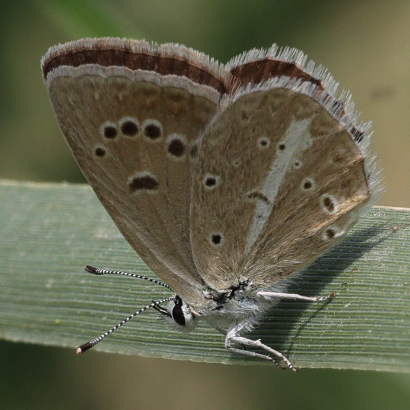 Polyommatus demavendi