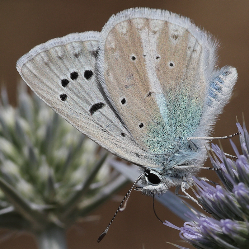 Polyommatus vanensis
