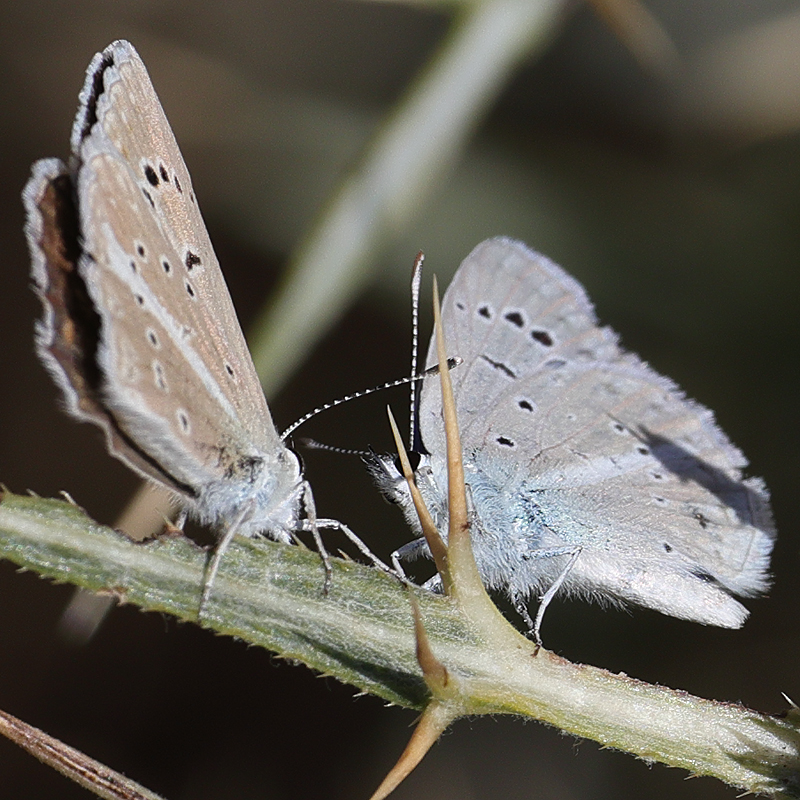 Polyommatus wagneri iphiactis female