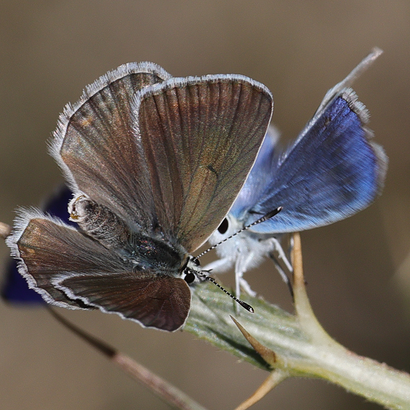 Polyommatus wagneri iphiactis female