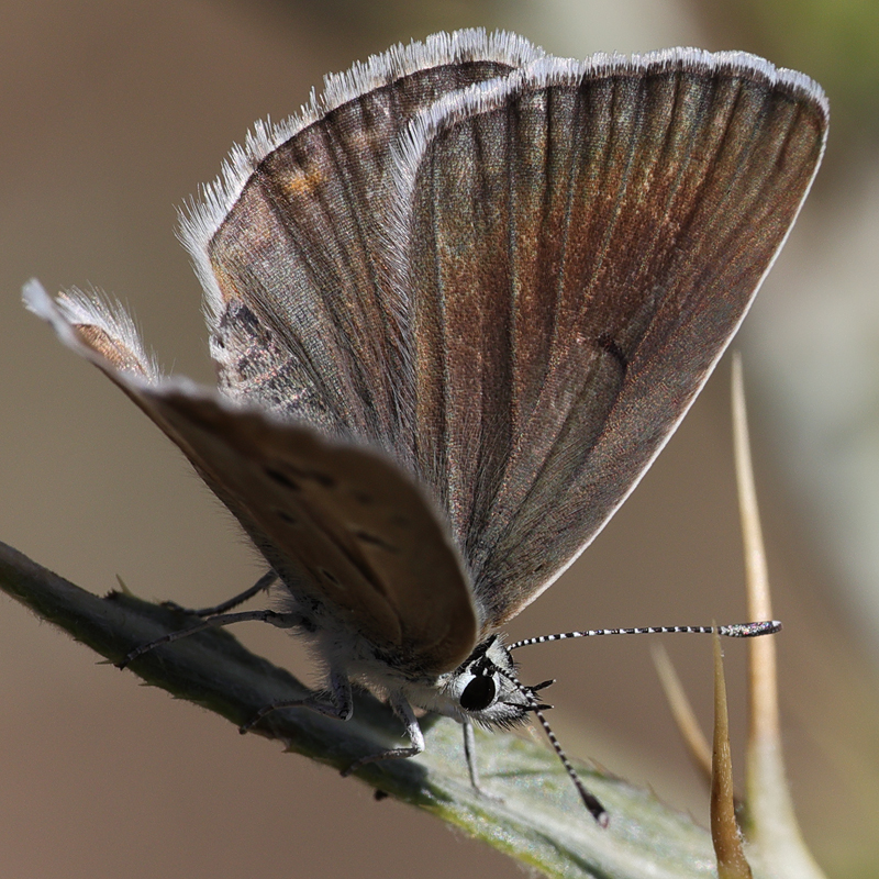 Polyommatus wagneri iphiactis female