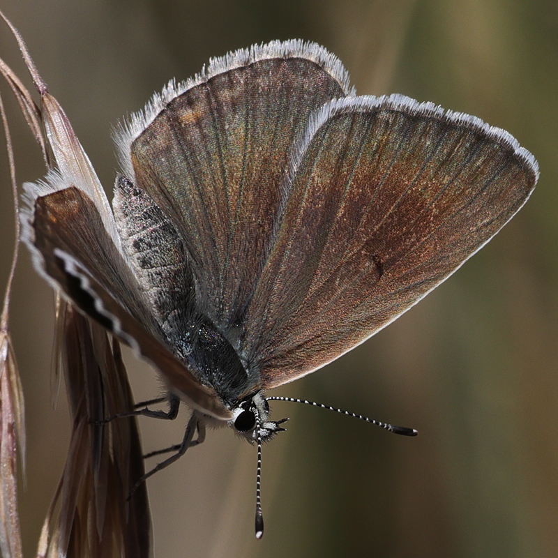 Polyommatus wagneri iphiactis female