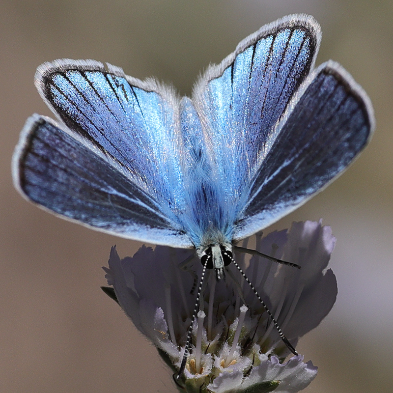 Polyommatus wagneri iphiactis