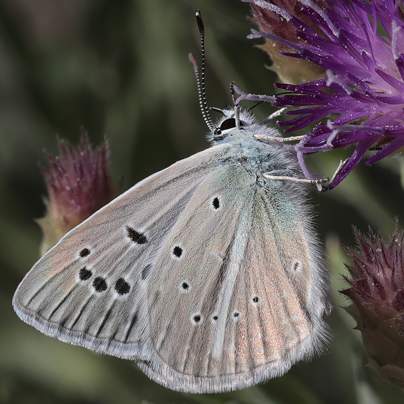 Polyommatus sp.
