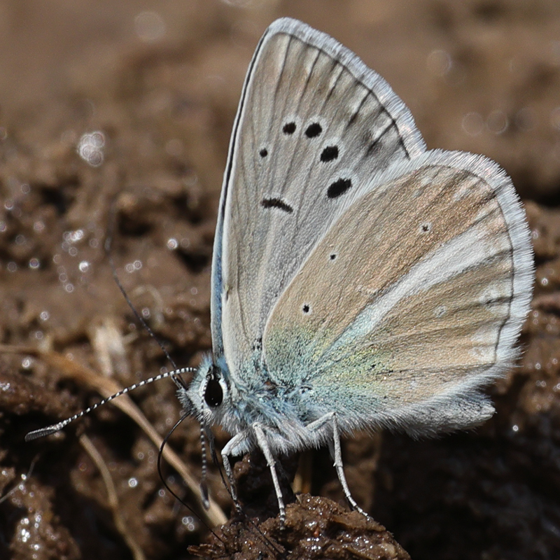 Polyommatus vanensis